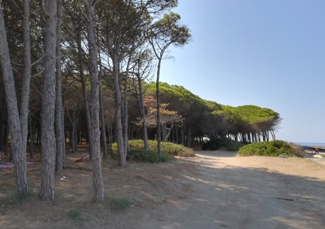 Domenica 24 maggio la pulizia della pineta e della spiaggia di San Giorgio