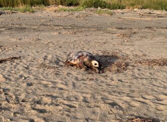 Sabato mattina il “funerale” della tartaruga marina, trovata morta sulla spiaggia di Pian di Spille e ancora non rimossa