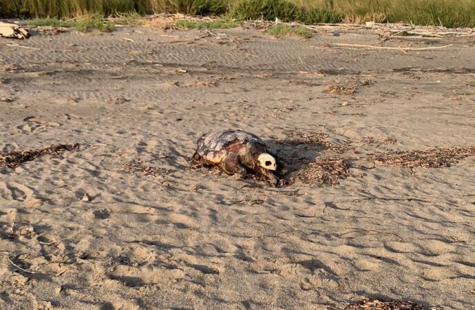 Sabato mattina il “funerale” della tartaruga marina, trovata morta sulla spiaggia di Pian di Spille e ancora non rimossa