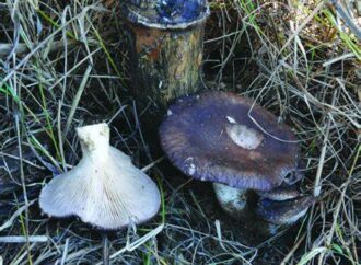 Università Agraria e Amevit spiegano il mondo dei funghi agli allievi del “Cardarelli”