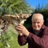 Agricoltore di 93 anni trova fungo ferlengo di quasi due chili