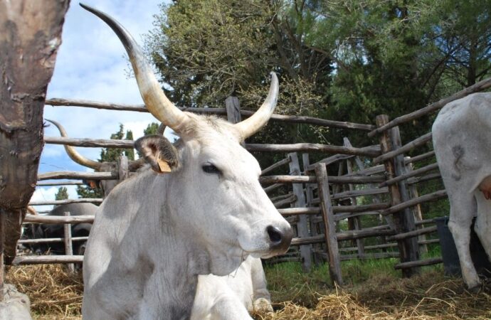Progetto VAT, convegno sul Bovino Maremmano