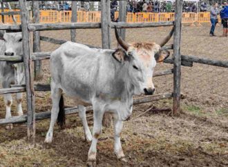L’Università Agraria vende all’asta i vitelli