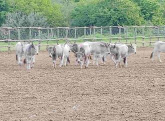 Domenica alla Festa della Merca si parla della storia dell’Università Agraria