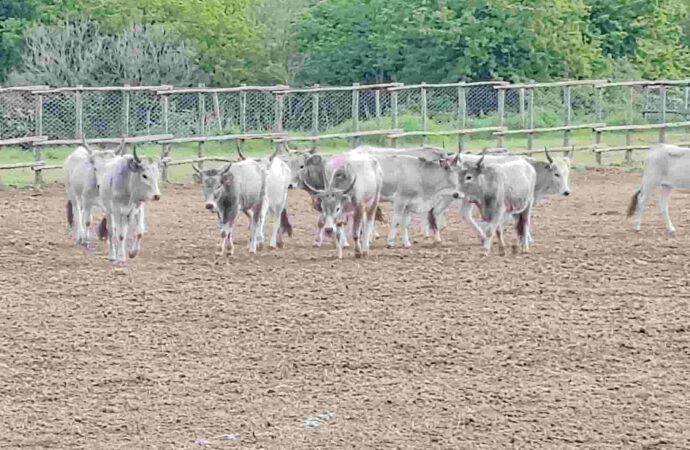 Domenica alla Festa della Merca si parla della storia dell’Università Agraria