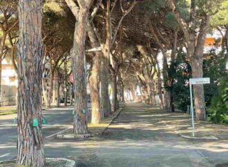 Avviati i trattamenti contro la cocciniglia dei pini al Lido