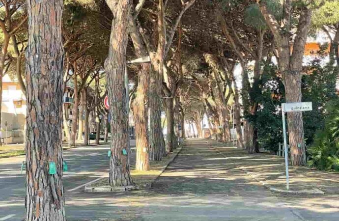 Avviati i trattamenti contro la cocciniglia dei pini al Lido