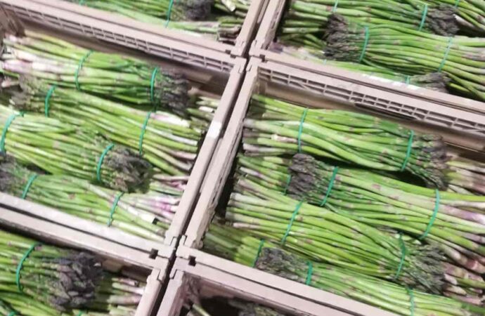 Dal Governo Meloni cento milioni a sostegno dell’agricoltura italiana